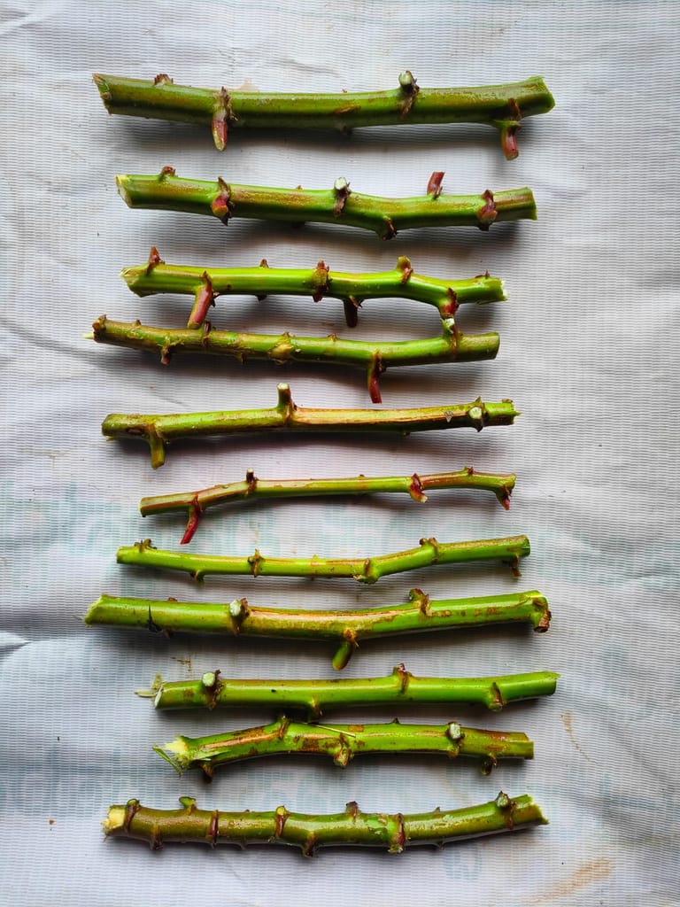 NSC Tapioca (Cassava) -Shree Jaya variety - 50 no. of stem cuttings view 2