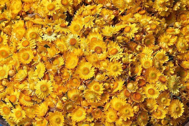 Ooty Everlasting Paper Daisy Straw Flower Bunch - Bright Yellow Blooms for Long-lasting Beauty view 2