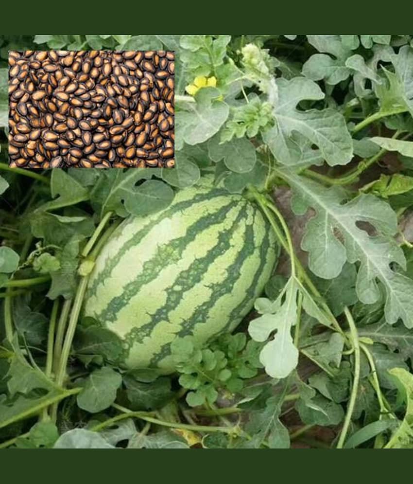 Watermelon Extremely Sweet Icebox Type - F1 Hybrid 10 Seed view 2
