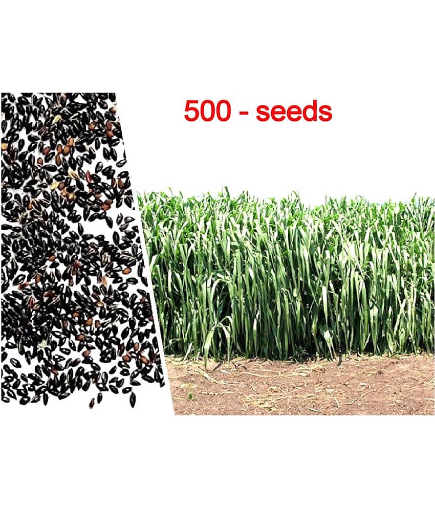 SUPER NAPIER GRASS ( PACK OF 500 SEEDS) WITH MANUAL view 2