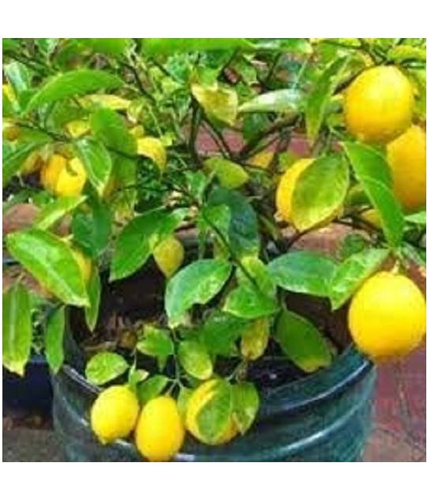 Lalus Farm 20 seeds Hybrid Kagzi Lemon Dwarf Variety view 2