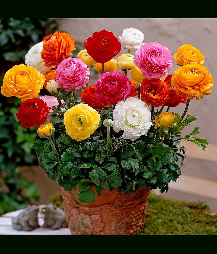 Ranunculus asiaticus home garden Flower Seeds - 50 seeds view 2
