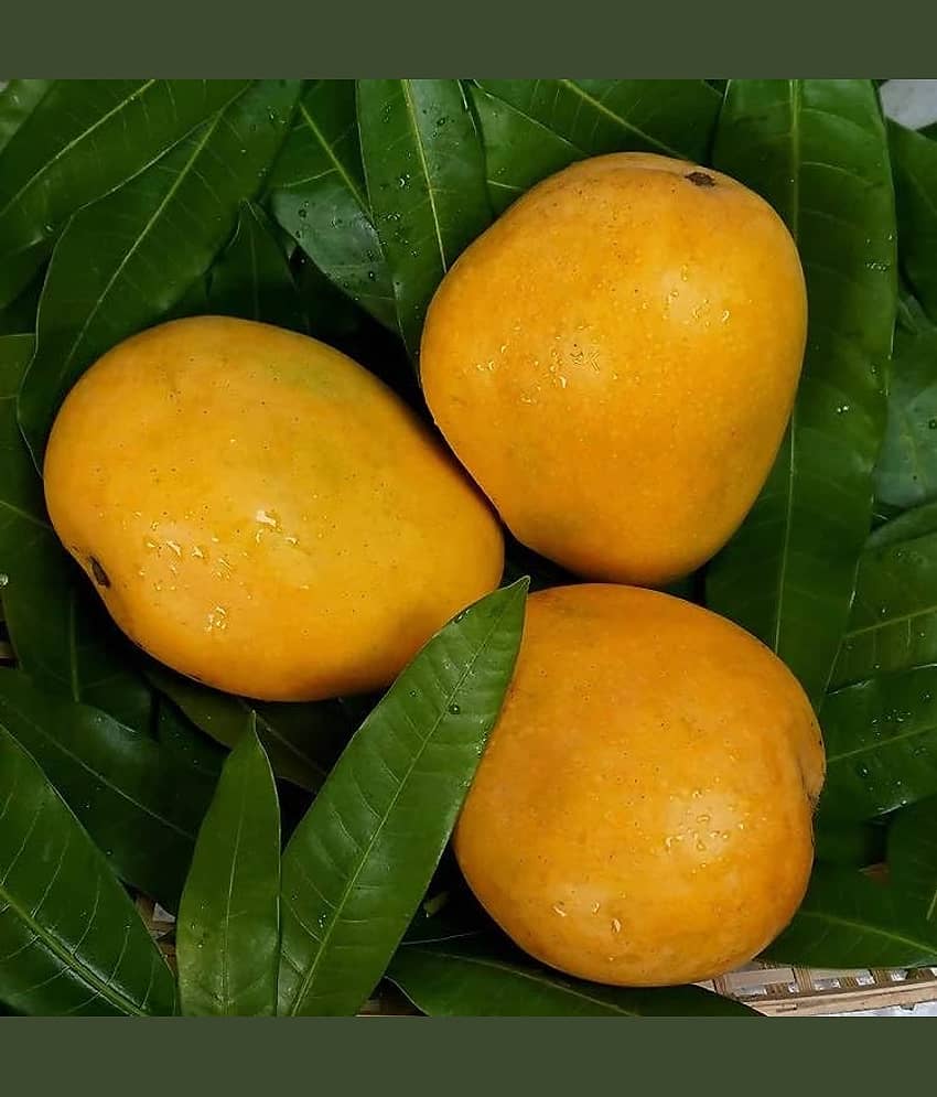 Cloud Farm Outdoor Fruit Plant ( Pack of 1 ) view 2