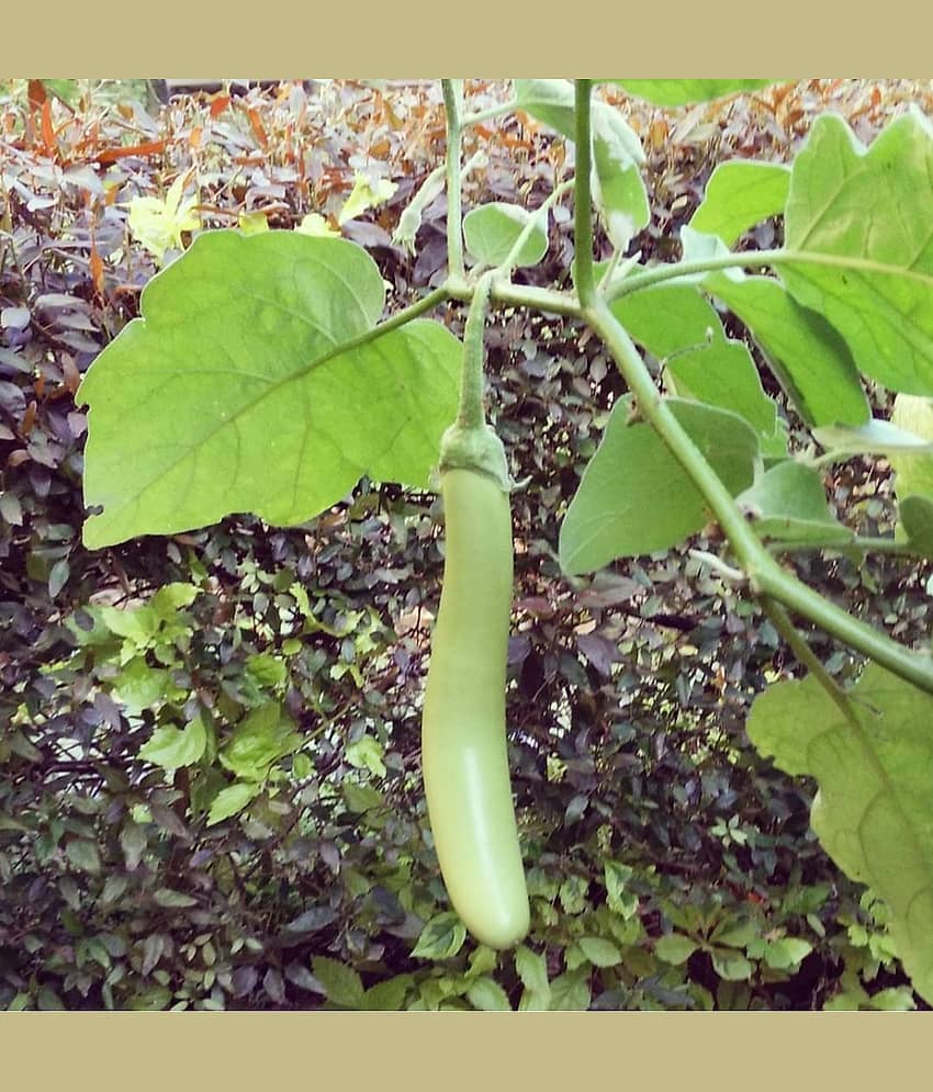 Organic Brinjal Vegetable ( 50 Seeds ) view 2