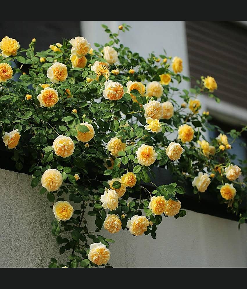 Yellow Climbing Rose Seeds Perennial Flower Garden Decor Home 20 seeds view 2