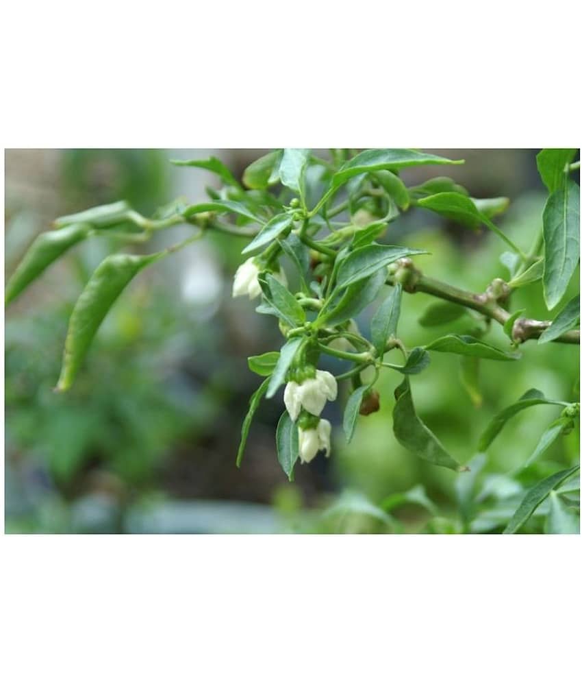 GREEN CHILLI Seed(50 per packet) view 2