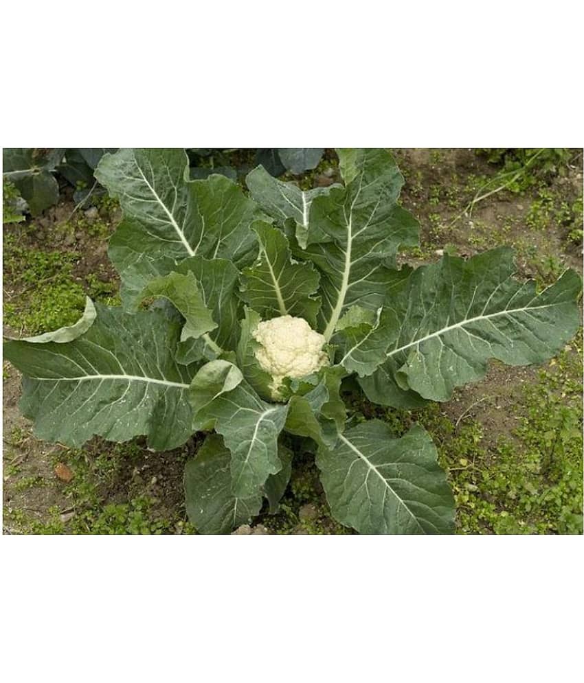 Cauliflower Desi Seeds Phool Gobhee Phool Gobhi Vegetables 100 Seeds (Nod) view 2