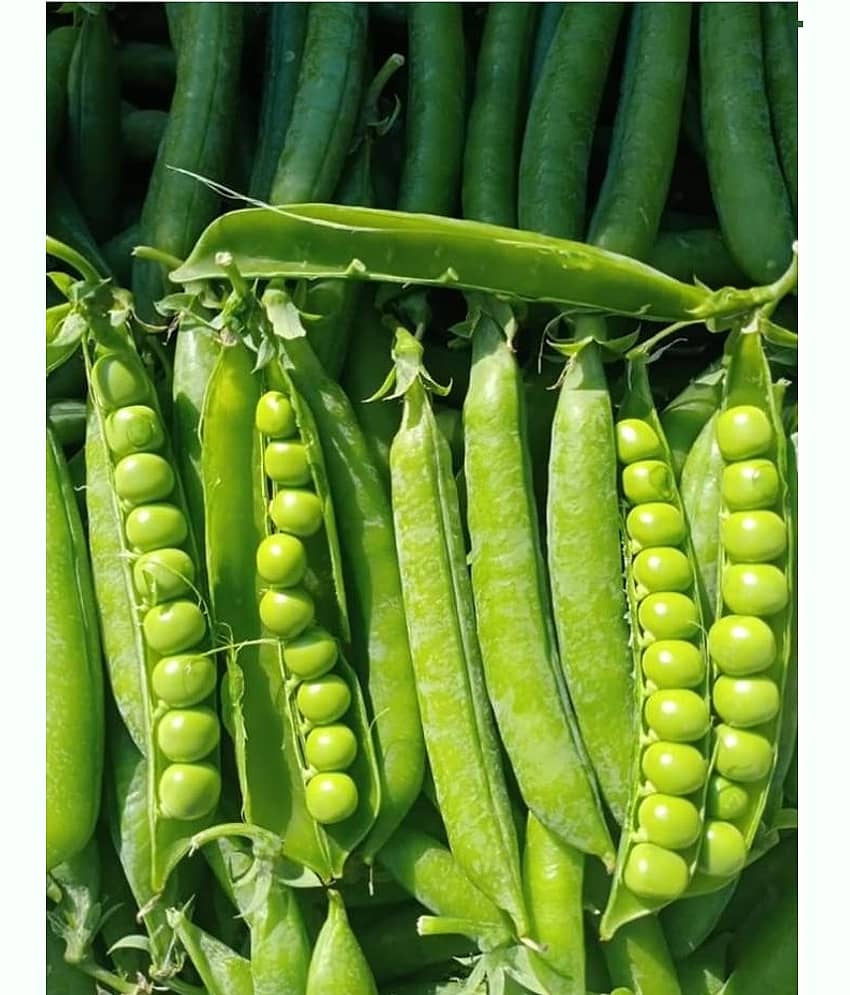 F1 Hybrid Peas Vegetable Seeds ( 50 Seeds) view 2