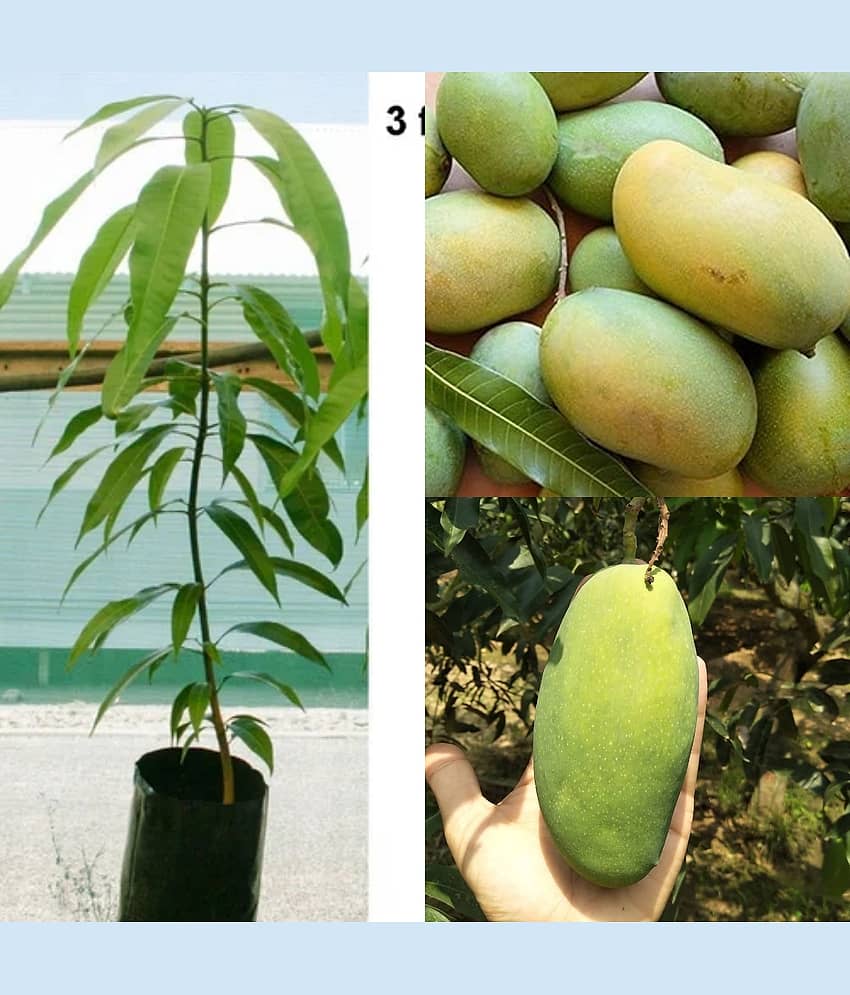 Cloud Farm Outdoor Mango Fruit Plant Pack of 1