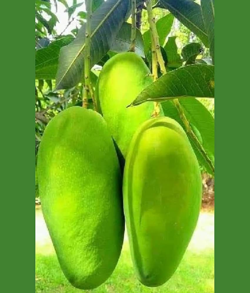 Cloud Farm Outdoor Mango Fruit Plant Pack of 1 view 2