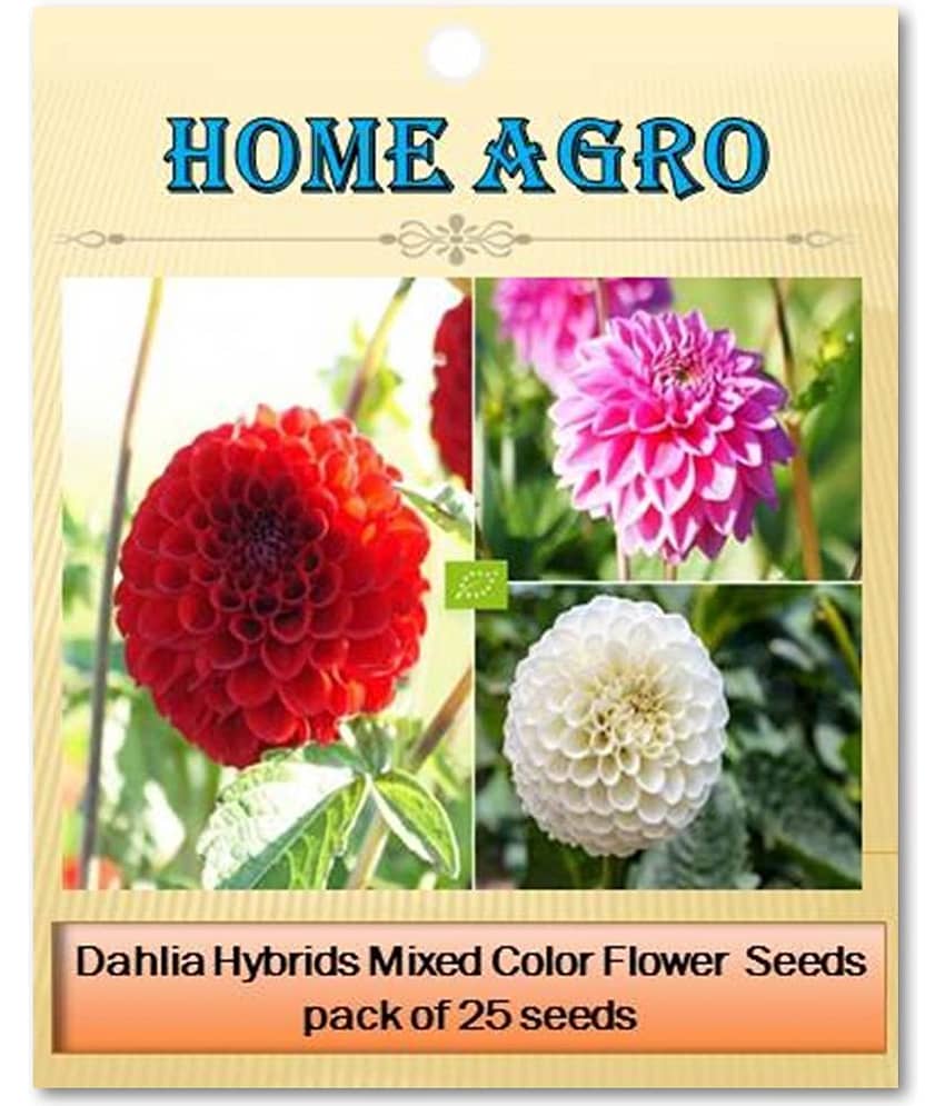 homeagro - Dahlia Mixed Flower ( 25 Seeds ) view 2