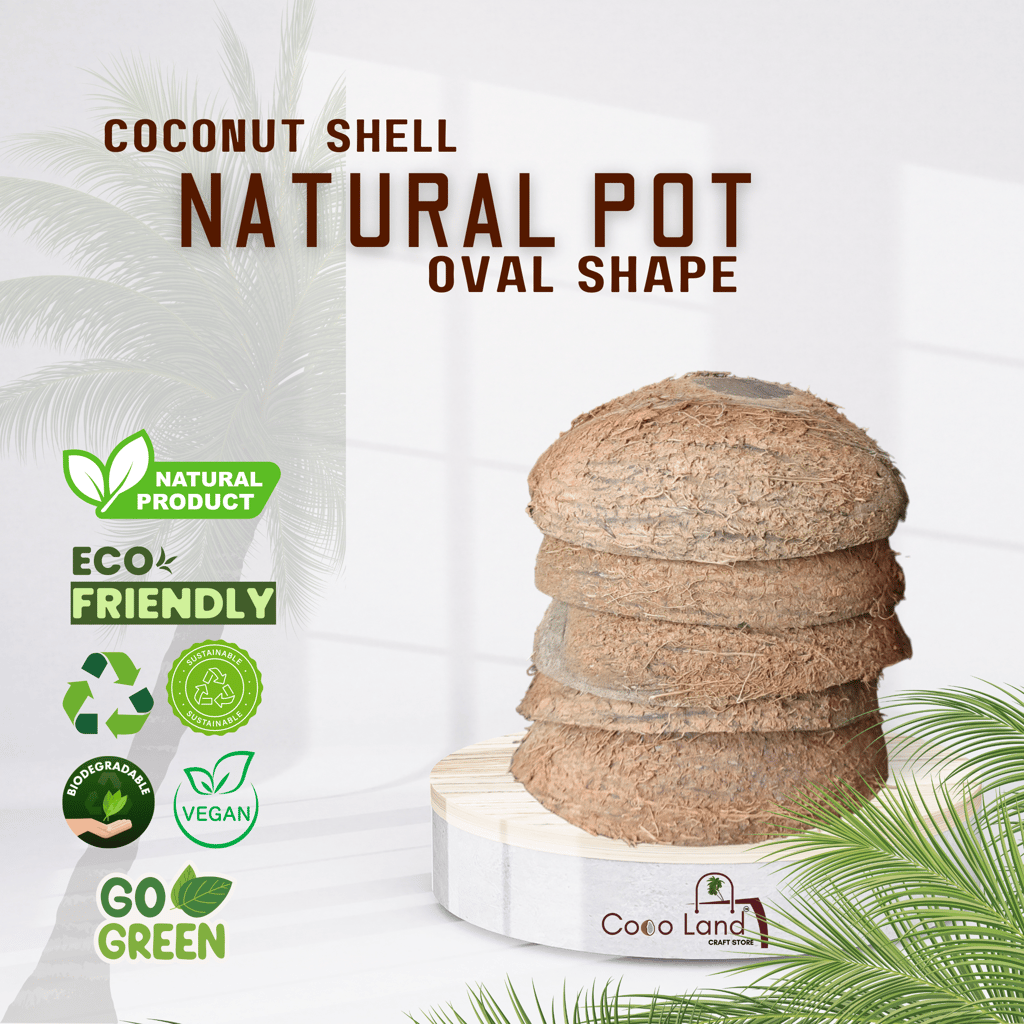Coco Land Coconut Shell Natural Oval Pot (LARGE SIZE Pack of 30) 250 ml Decorative Pots/Showpieces/Candle Making Bowl /Handicraft/Agro Craft view 2