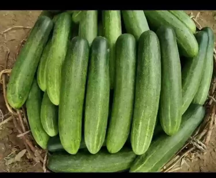 cucumber hybrid