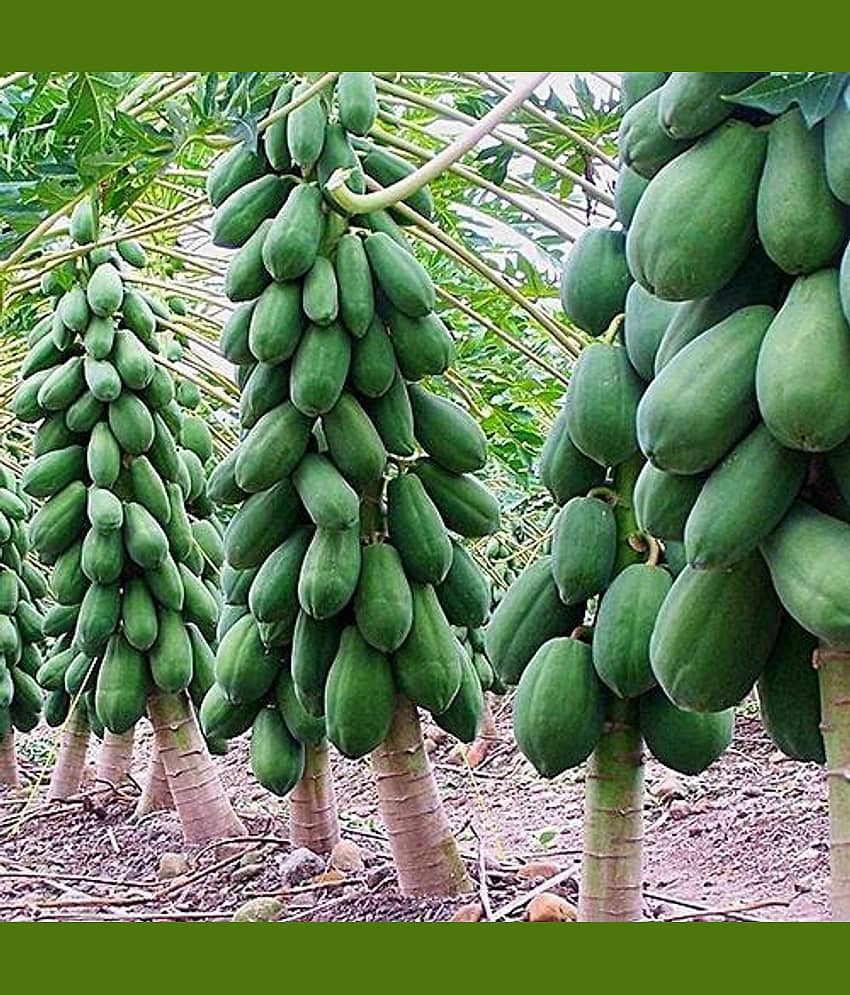 Thai Papaya Hybrid Variety Dwarf Fruit 50 Seeds Packet view 2