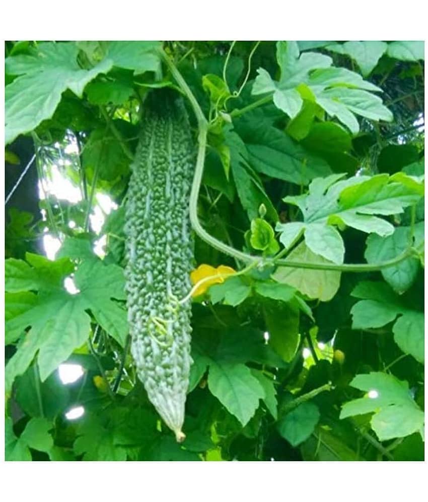 15 Seeds of High Yield Bitter Gourd Pali F1 Hybrid Green Long for Terrace Balcony Kitchen Poly House Gardening view 2