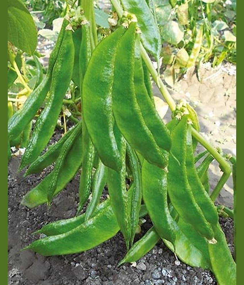 Dolichos Improved Sem Phali, Lima Beans - Vegetable 30 Seeds view 2