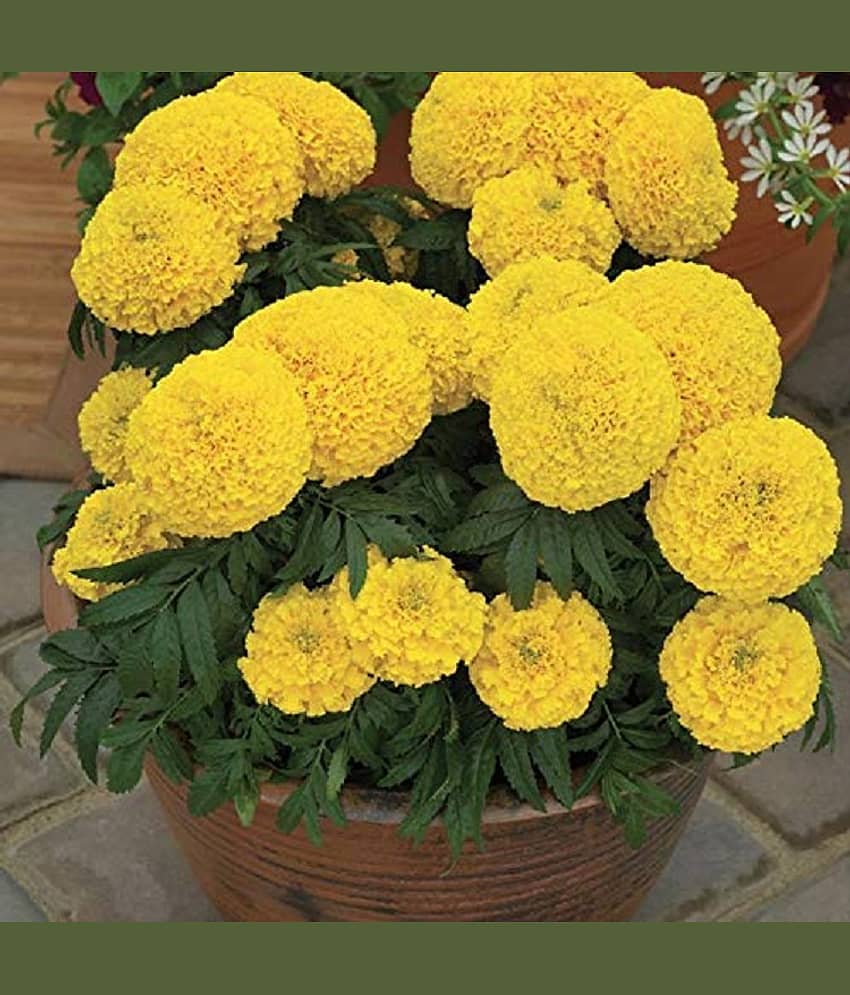 MARIGOLD AFRICAN HY YELLOW FLOWER SEEDS (30SEEDS) view 2