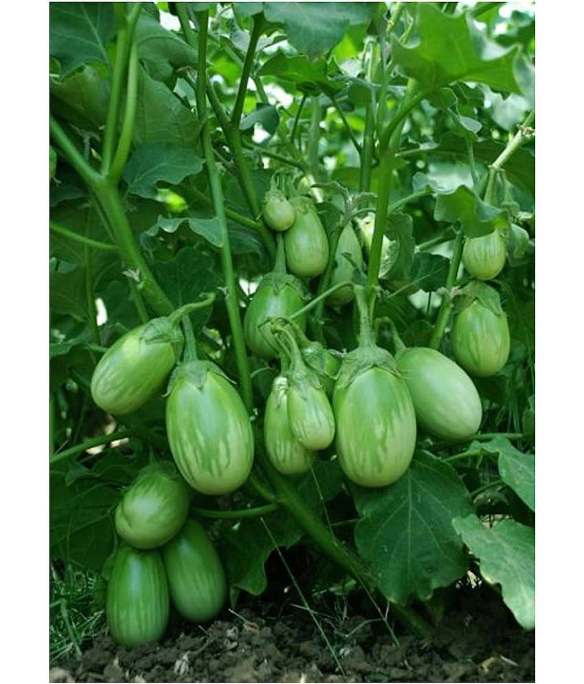 Brinjal Seeds Green Baingan Bataun F1 Hybrid 50 Seeds Vegetables view 2
