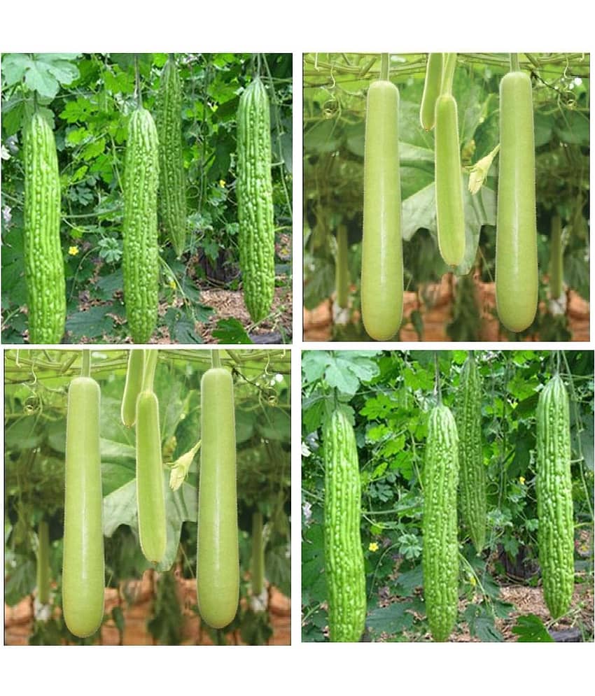 Connifer® Combo Seeds 2 vegetable ( Bitter Gourd & Bottle Gourd) High Yield Hybrid Seeds (Pack Of 20 Seeds , 10 seeds each variety)