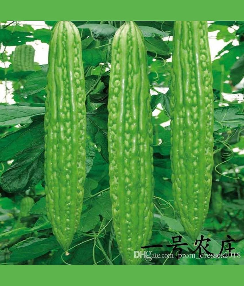Connifer® Combo Seeds 2 vegetable ( Bitter Gourd & Bottle Gourd) High Yield Hybrid Seeds (Pack Of 20 Seeds , 10 seeds each variety) view 2
