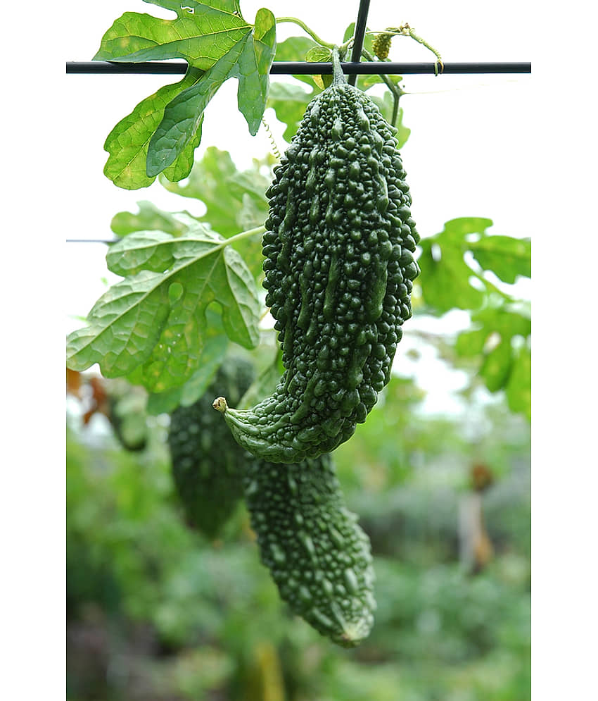 Kitchen Garden big pack 550+ seeds are best suited for growing all seasons. view 2