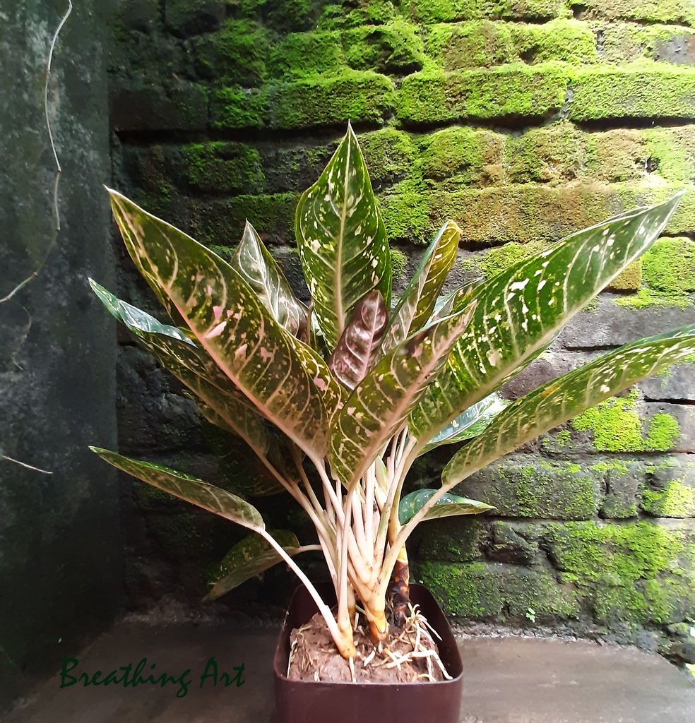 Breathing Art - Aglaonema 'Pink moon ' indoor / Outdoor /Table top/ Corner / - (Planter included)