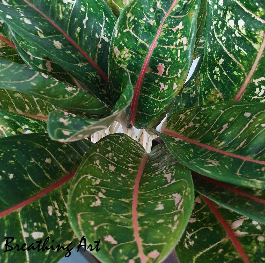 Breathing Art - Aglaonema 'Pink moon ' indoor / Outdoor /Table top/ Corner / - (Planter included) view 2