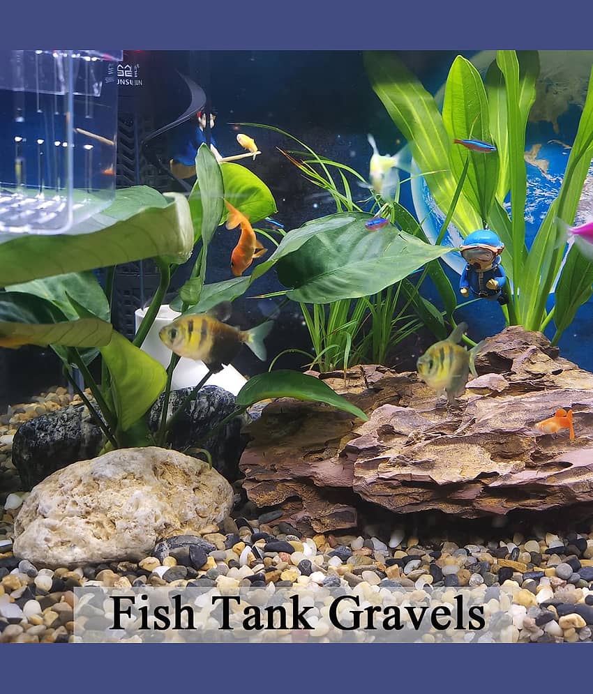 Green plant indoor Natural Stones view 2